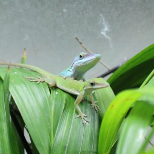Anolis allisoni