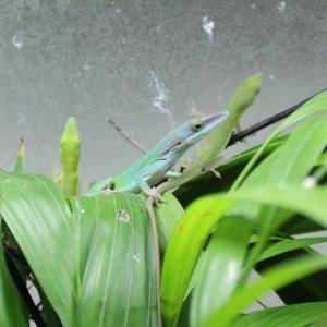 Anolia allisoni