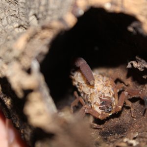 Babycurus jacksoni