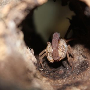 Babycurus jacksoni