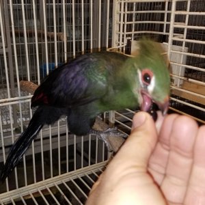 Toucan Jungle