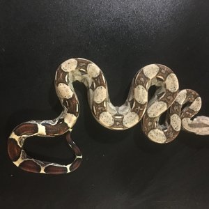 P0 Male 60 grams at birth