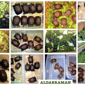 ALDABRAMAN