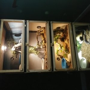 Crowder's Collections