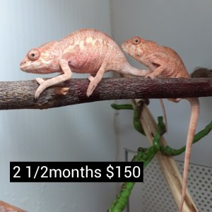 available female panther chameleon