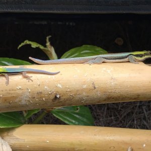 P. Klemmeri