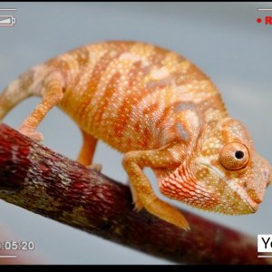 Available Female panther chameleon