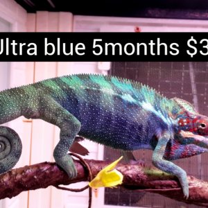 available panther chameleon males