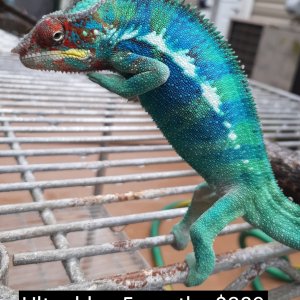 available panther chameleon males