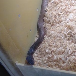 snake6
