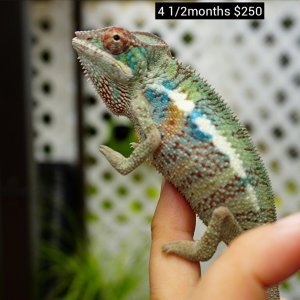 available panther chameleon males