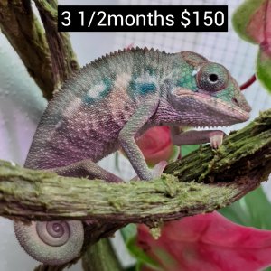 available male panther chameleon