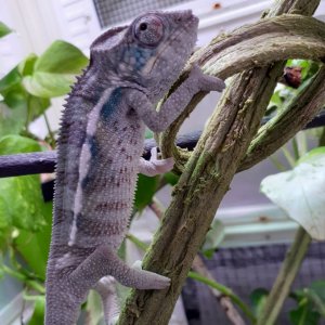 available male panther chameleon