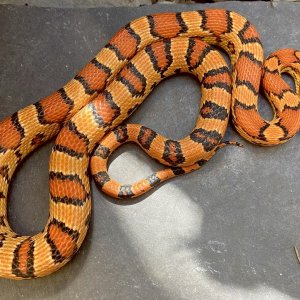 Some of my snakes