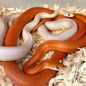 Some of my snakes