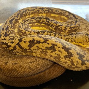 Some of my snakes