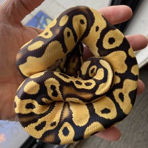 Some of my snakes
