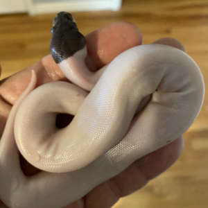 Panda Pied Super Black Pastel Project for Ball Python Lovers!