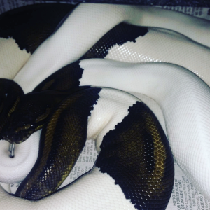 Panda Pied Super Black Pastel Project for Ball Python Lovers!