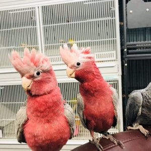 Galah_Cockatoos