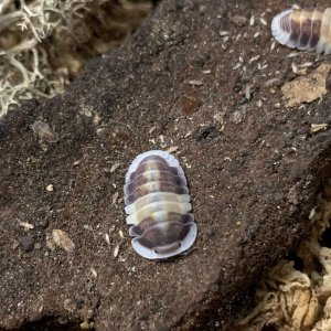 Cubaris cappuccino