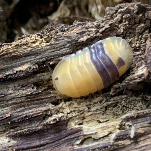 Cubaris amber