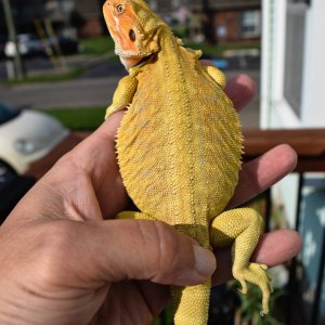 Female, 100% Het Trans, G-Stripe, Leather back For Sale
