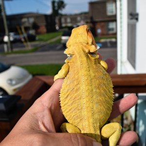 Female, 100% Het Trans, G-Stripe, Leather back For Sale