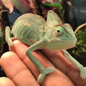 best-chameleon-names