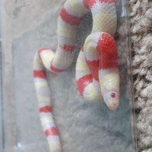 Albino Nelsons