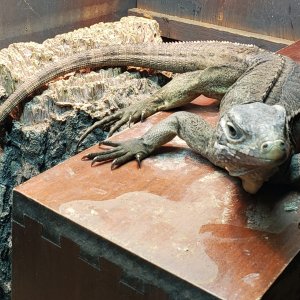 Cuban Iguana