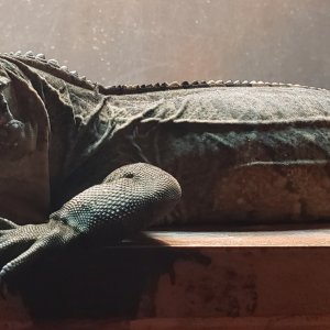 Cuban Iguana
