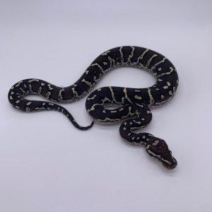 Angolan_5F