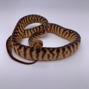 Woma_1F