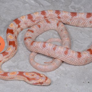 Albino okeetee baby