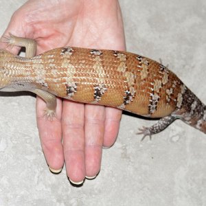 Baby blue tongue skink