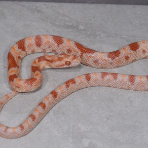 Albino okeetee baby
