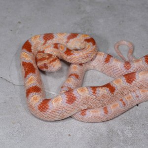Albino okeetee baby #4 M