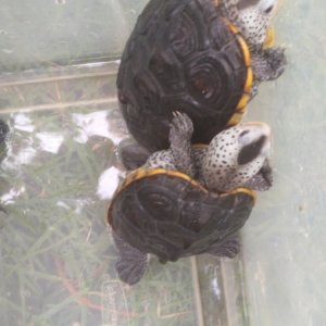 2.2 Adult diamondback terrapins, established long term animals, not proven 