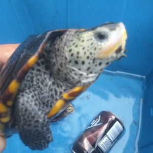 2.2 Adult diamondback terrapins, established long term animals, not proven 