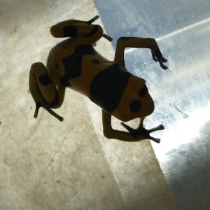 Random pics leucs