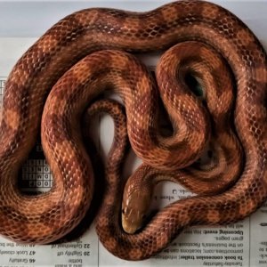 Ratsnake_Eastern_-_Black_subspecies_Rusty_sub-phase_het_Leucistic_Male_02