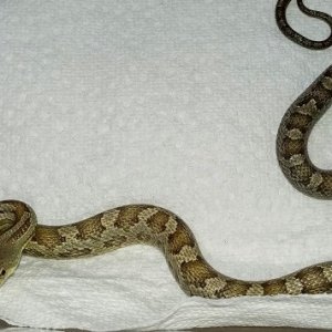 Ratsnake_Eastern_-_Greenish_Morph_02