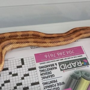 Ratsnake_Eastern_-_Deckert's_subspecies_Male_02