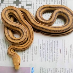 Ratsnake_Eastern_-_Yellow_subspecies_Male_02