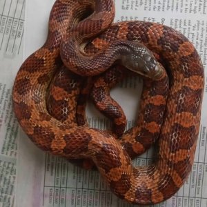 Ratsnake_Texas_het_Leucistic_Scaleless_Anerythristic_Female_02