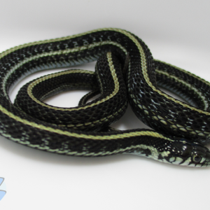 Blue axanthic T. radix