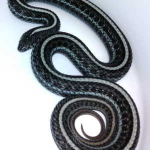 Blue axanthic T. radix