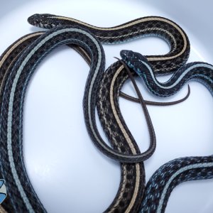 Blue axanthic T. radix