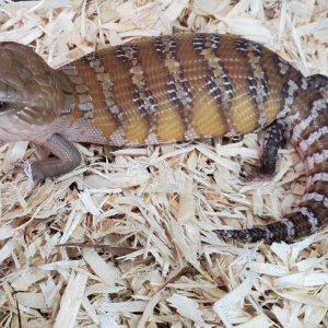 Northern Blue Tongue Skinks For Sale